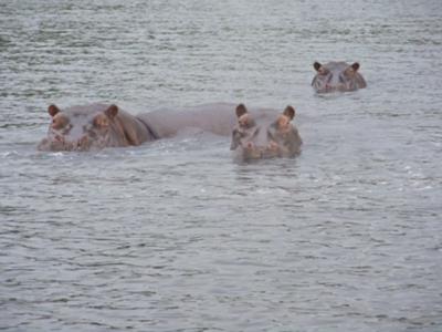 Hippos - too close for comfort