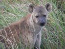 Spotted hyena