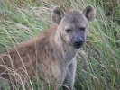 Spotted hyena