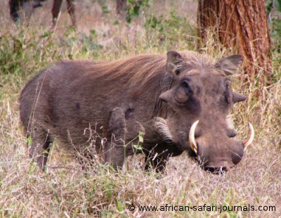 Warthog