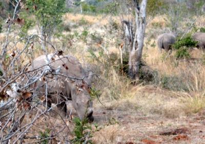 White rhino on walk