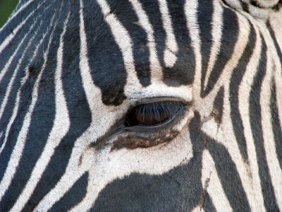 Zebra Lazy Eye