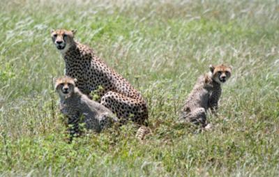 A cheetah mother and cubs in the Serengeti National Park.
