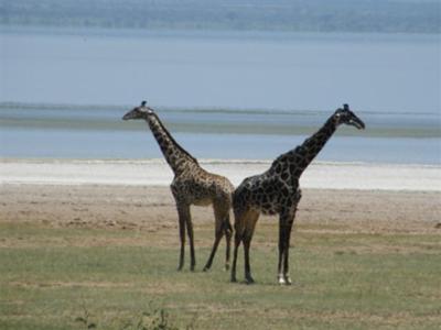Griaffes at Lake Manyara