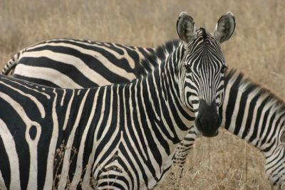 Zebra in Tanzania