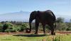 Aberdares Elephant & Mt Kenya