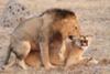 Mating Lions