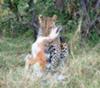 Leopard killing a jackal