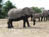 These elephants came out of the water and walked right by us