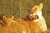 Lioness with Cub