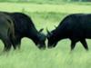 Buffalo fight in Amboseli National Park