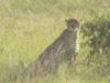 Cheetah, Masai Mara 