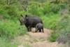 White rhino and calf