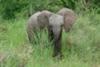 Young elephant in the lush green bush