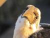 Our breakfast guest at Kirawira