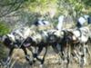 Close encounter with wild dogs