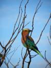 Lilac-breasted roller