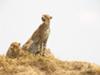 Cheetahs, Serengeti NP