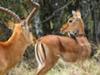 Impala Pair with Oxpeckers, Ol Pejeta Conservancy