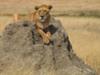 Lion on Termite Mound, Serengeti