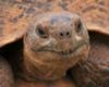 Tortoise, Addo National Park