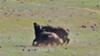 Cape buffalo fight at Addo