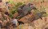 Banded mongeese