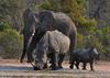 Elephant and mom and baby white rhinos