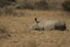 White rhino having a snooze at midday