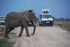 Viewing an elephant