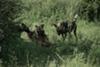 Wild dogs feasting on their kill