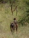 Baboon with kid