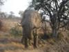 Elephant up close