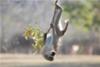 Vervet monkey fooling around