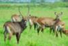 Defassa waterbuck - ©Seppo Suomela