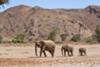 Desert elephants near Doro Nawas adjacent to the Abu Huab River
