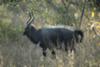 Nyala bull