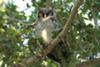 The very large Verreaux's Eagle-Owl