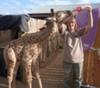 Feeding Duke the giraffe calf