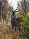 Waterbuck bull