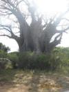 Baobab tree, Kruger National Park
