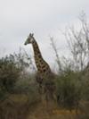 Giraffe was the first animal we saw