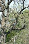 Leopard in tree