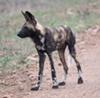Wild dog, seen in the south of Kruger