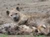 Hyena pups