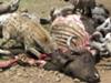 Hyena and vultures on carcass