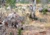 White rhino on walk