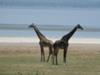 Griaffes at Lake Manyara