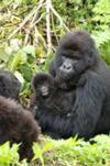 Mountain gorilla and baby