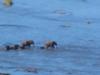 Ele river crossing - Olifants Camp, Kruger